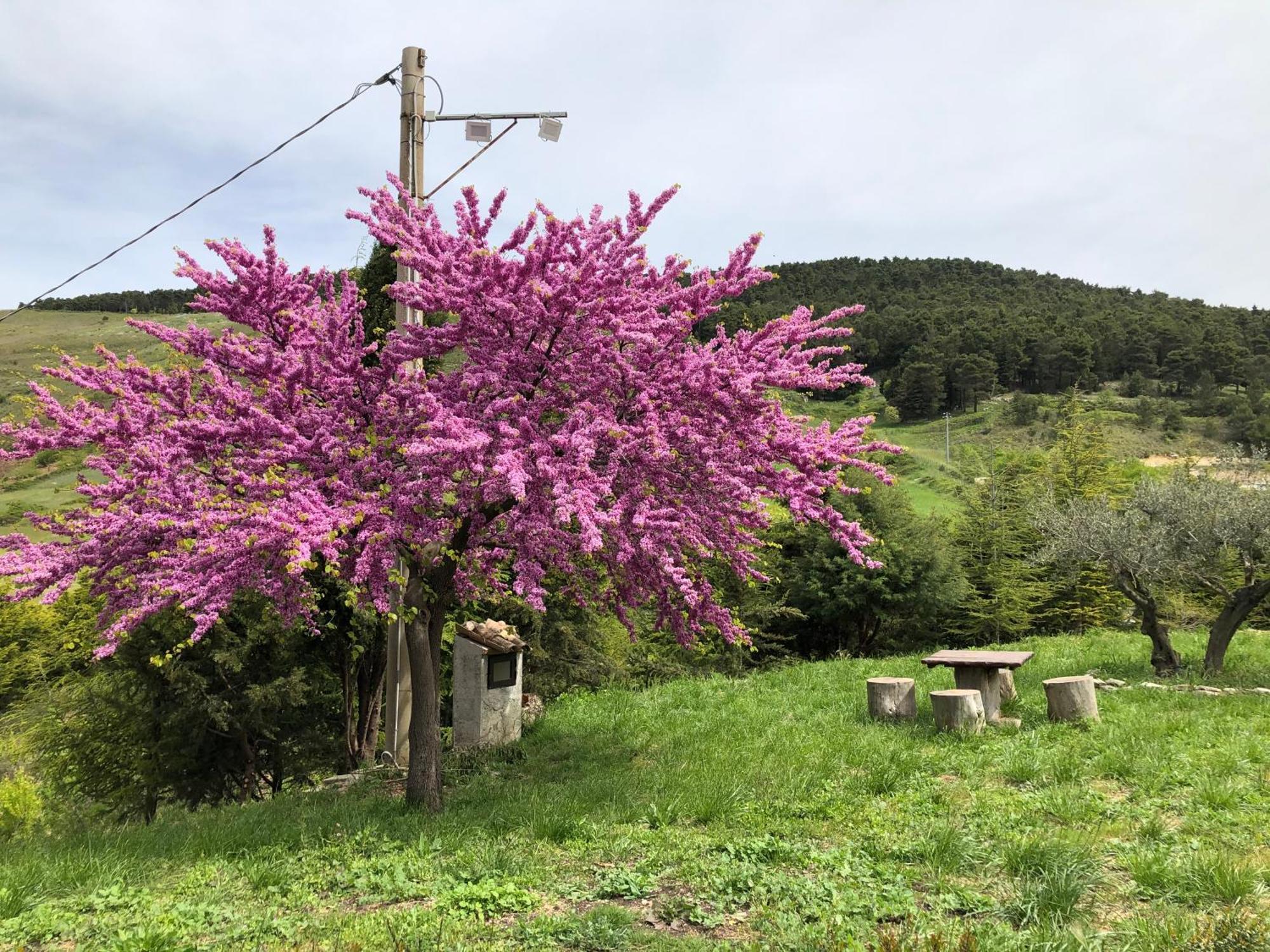 Agriturismo Serra Moneta Santo Stefano Quisquina 外观 照片