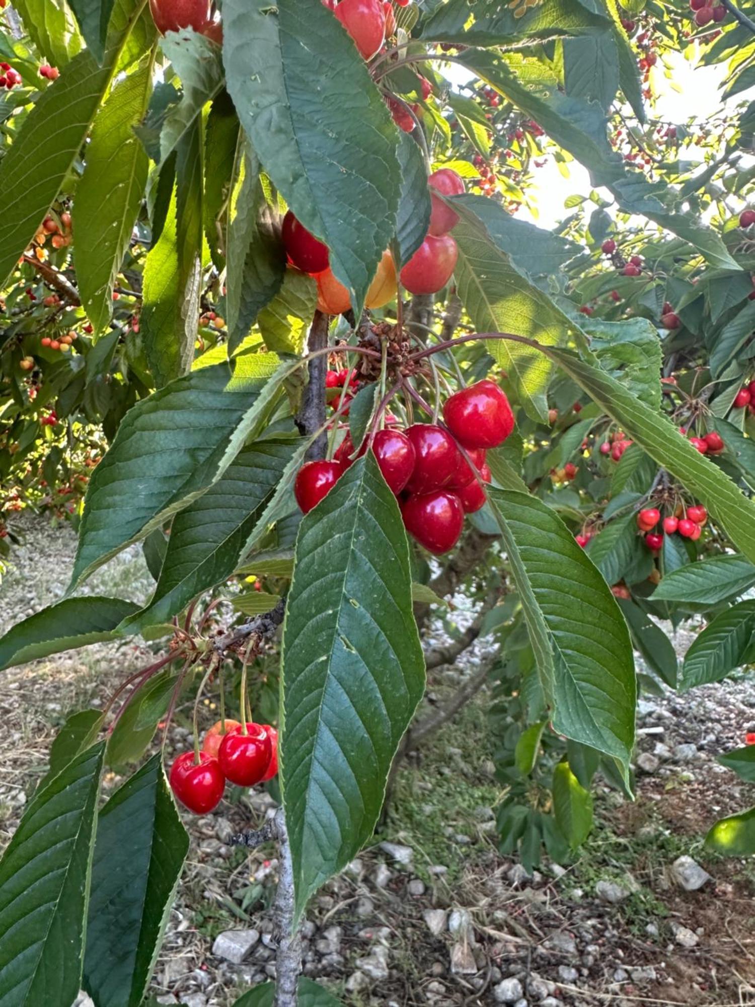 Agriturismo Serra Moneta Santo Stefano Quisquina 外观 照片